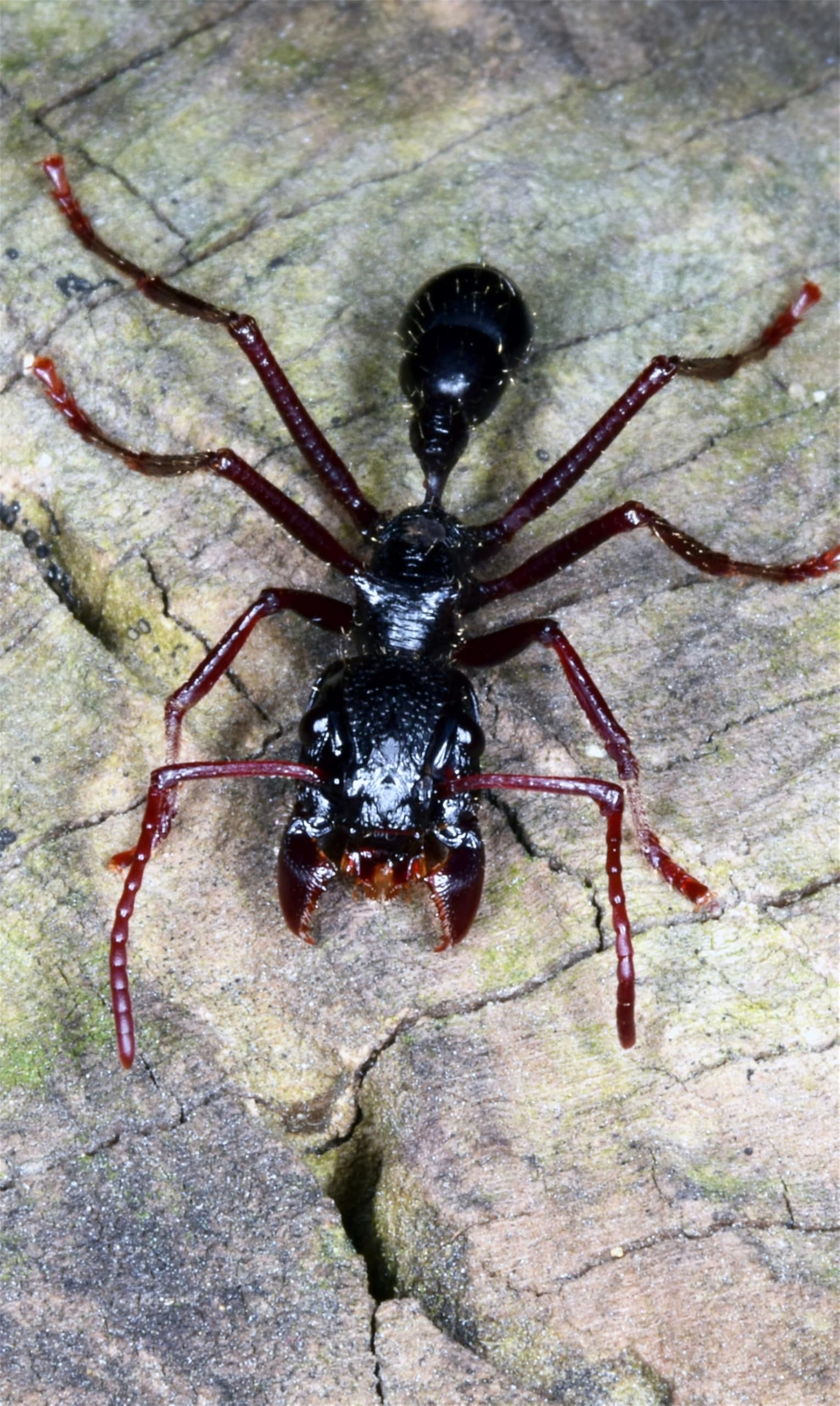 パラポネラ　昆虫標本 サシハリアリ Amazon.co.jp: 涅槃 サシハリアリ 台座付き 4.4cm フィギュア