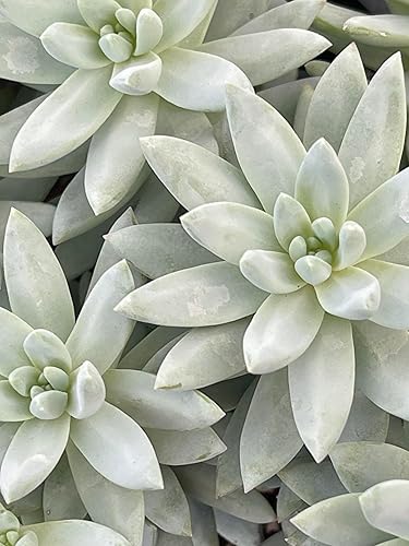 Miniatura 6 de FATPLANTS Plantas suculentas totalmente enraizadas en macetas de 4 pulgadas con tierra, suculentas reales en maceta, decoración única de cactus de