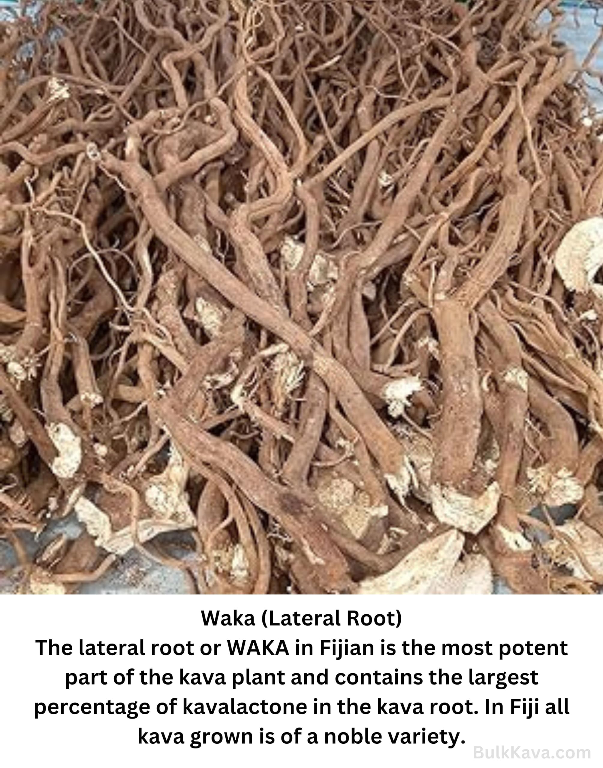 Amazon.com : Noble Kava Kava Roots C/S 4 Ounces - Piper methysticum - From  FIJI Islands : Health & Household
