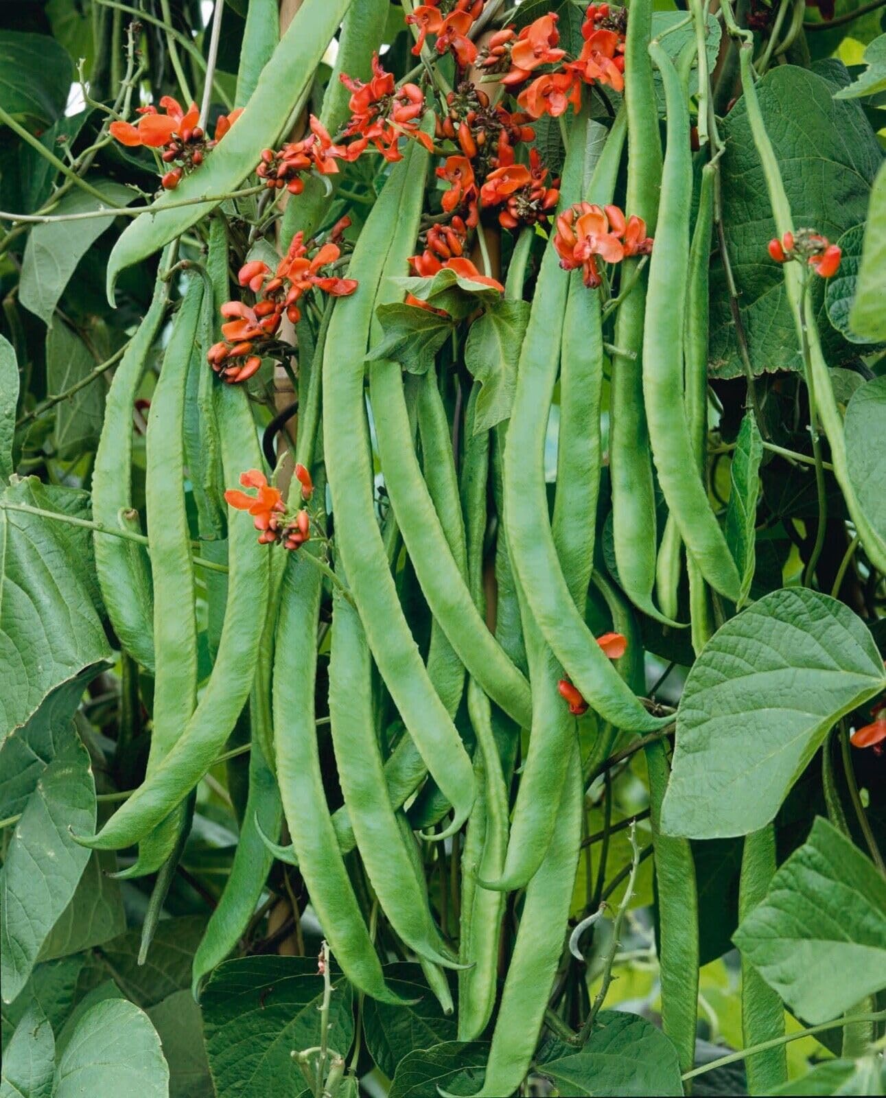 Buy4seeds Runner Bean Scarlet Emperor 60 Finest Seeds Simple to Grow