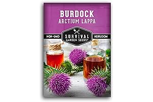 Burdock Root Seeds Organic for Planting in Home Vegetable Gardens