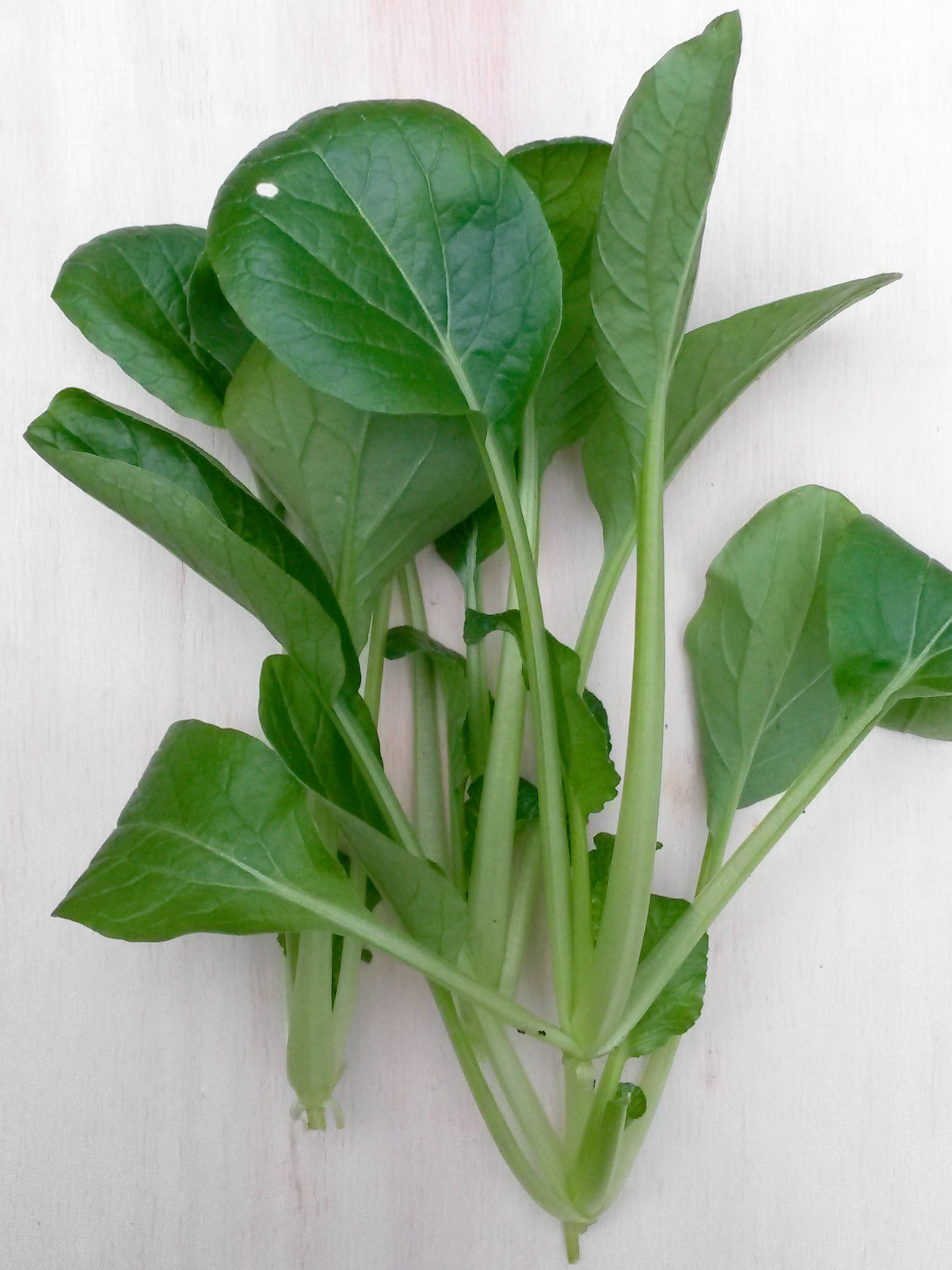 Komatsuna (Brassica rapa var. perviridis) 300 nasion Japoński szpinak gorczycowy