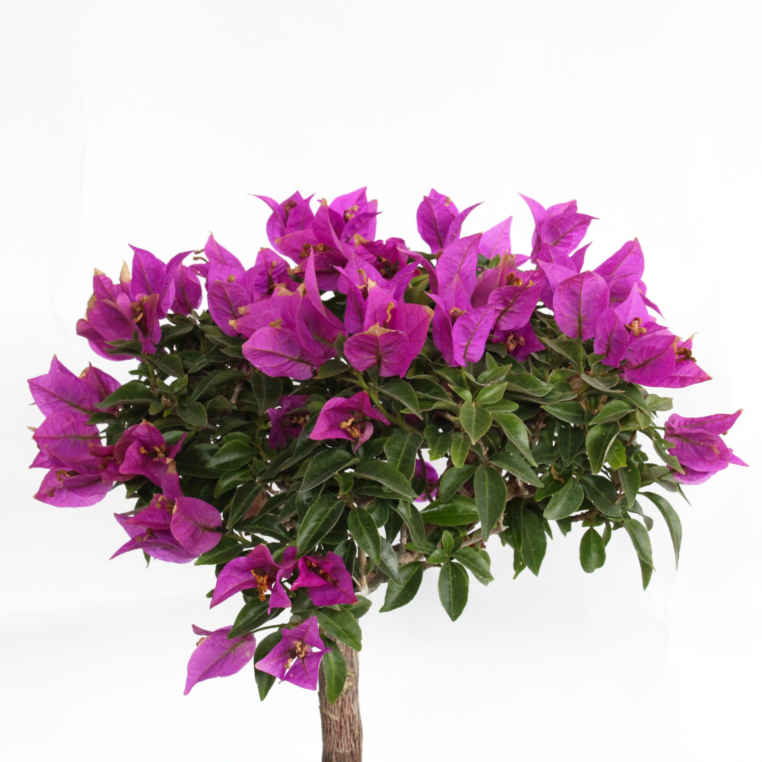 KENTIS - Bonsaï Bougainvillier - Bougainvillea Sanderiana Bonsai Plante Naturelle Exterieur Jardin - Plantes Fleuries Balcon Terrasse - H 30/40 cm Pot 26 cm