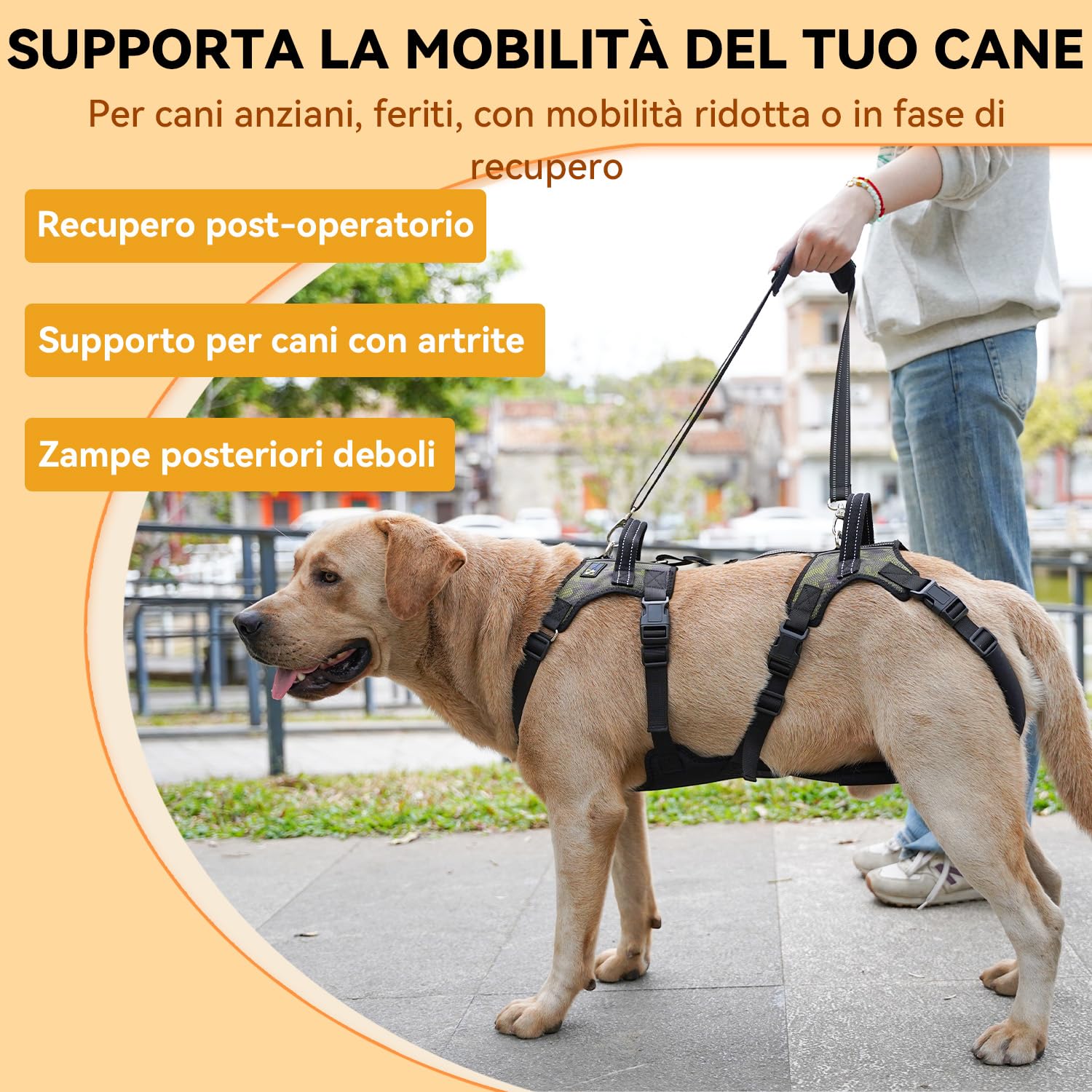 COODEO Imbracatura per sollevamento cani anziani, supporto completo con tracolla regolabile, aiuto per cani con zampe posteriori deboli, artrite, displasia dell'anca e recupero post operatorio (2XL)