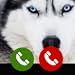 Fake call from Siberian husky
