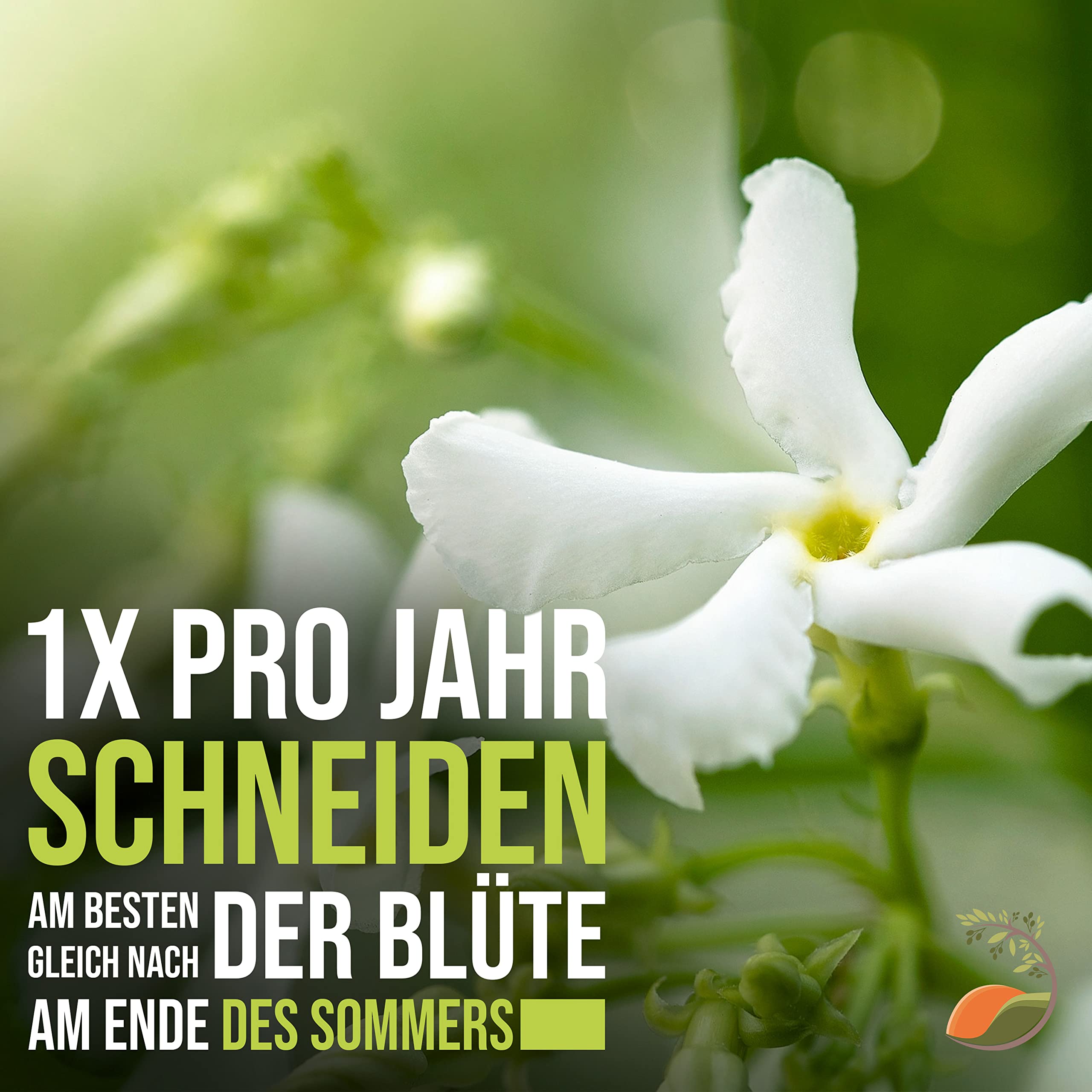 Trachelospermum Jasminoides - 170cm - Résistant au froid - Jasmin étoilé - Jasmin de Toscane -Blanc - A+| 1 pcs