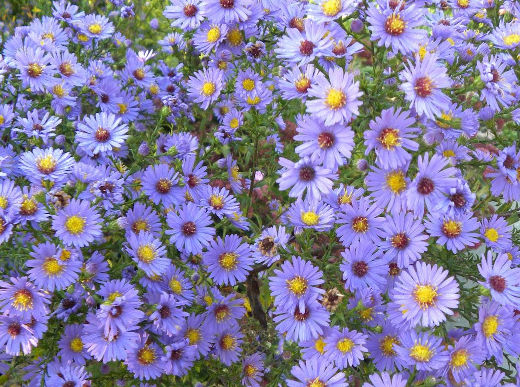 Smooth Blue Aster (Symphyotrichum laeve) Seed Balls - Bulk Seed Bombs for Guerrilla Gardening (50)