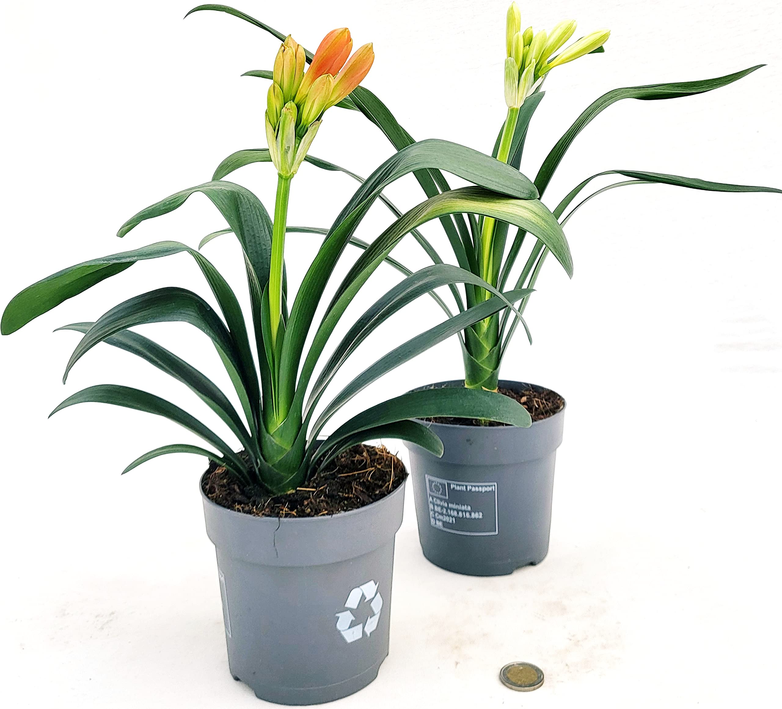 POWERS TO FLOWERS - CLIVIA GIALLA e ARANCIONE, VASO 13CM DIAMETRO, pianta vera