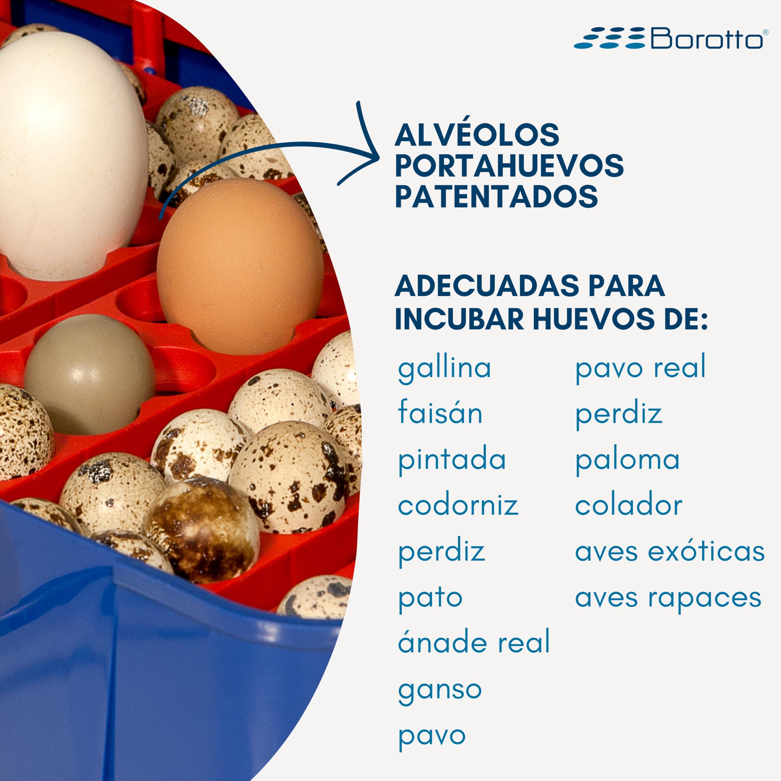 Borotto Real 49 Plus | Incubadora de Huevos Automática Profesional para 49 Huevos o 196 Pequeños con Volteador Huevos Automático, Control Temperatura y Sistema Antibacteriano Biomaster®| Made in Italy