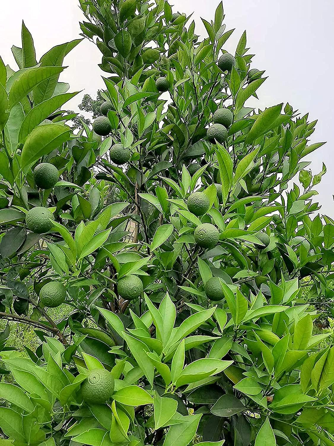 Bahan Traders Rare Stevia Plant Stevia Rebaudiana Sweet Leaves Live Herbal Plant With Polybag