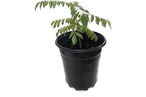 Indian Curry Leaves Dream Plant: Unique and Legendary Curry Leaves Tree