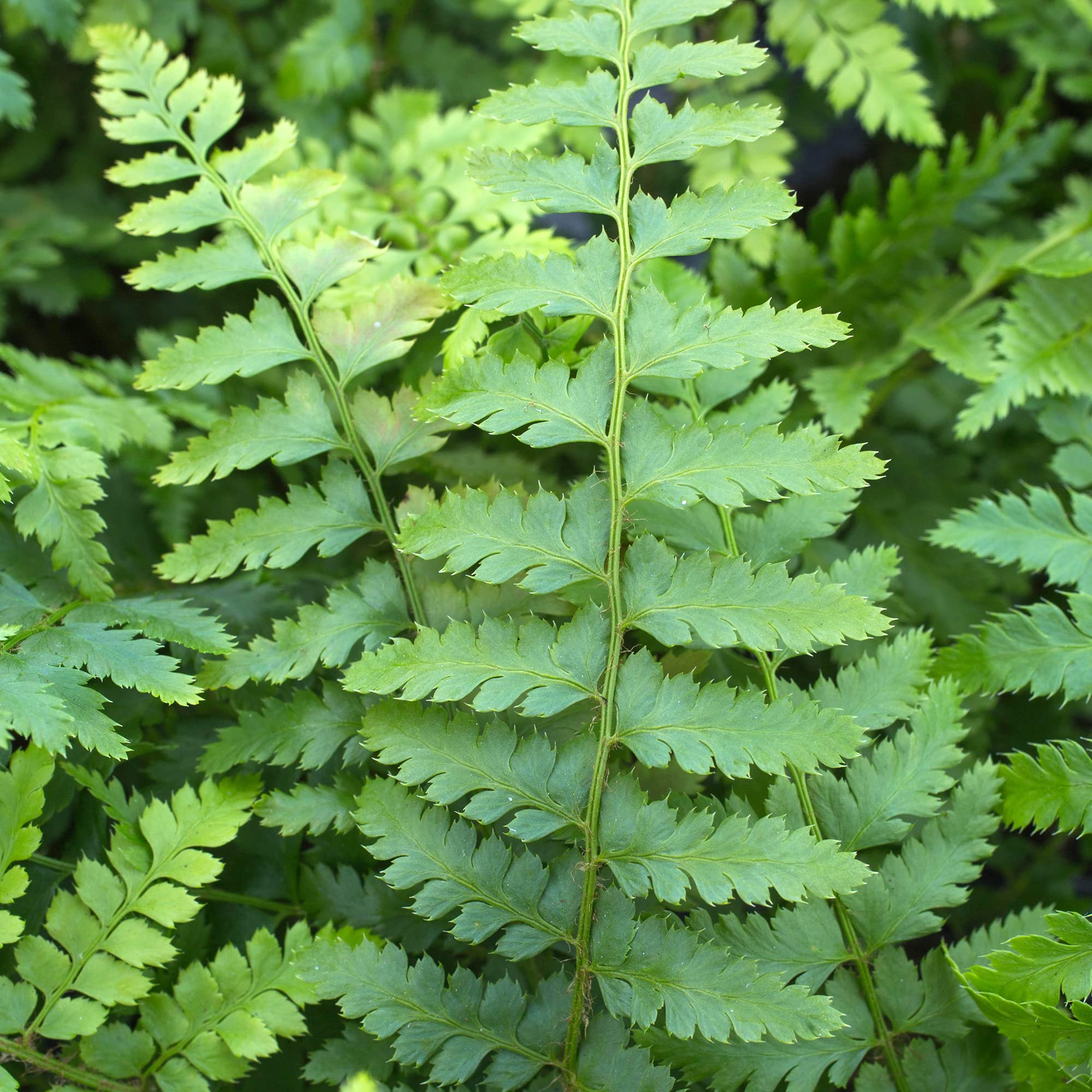 Polystichum Braunii Brauns Holly Fern Evergreen Outdoor Hardy Fern Garden Plant