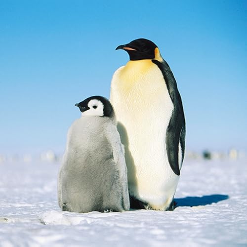 Funny Penguin at rain LWP