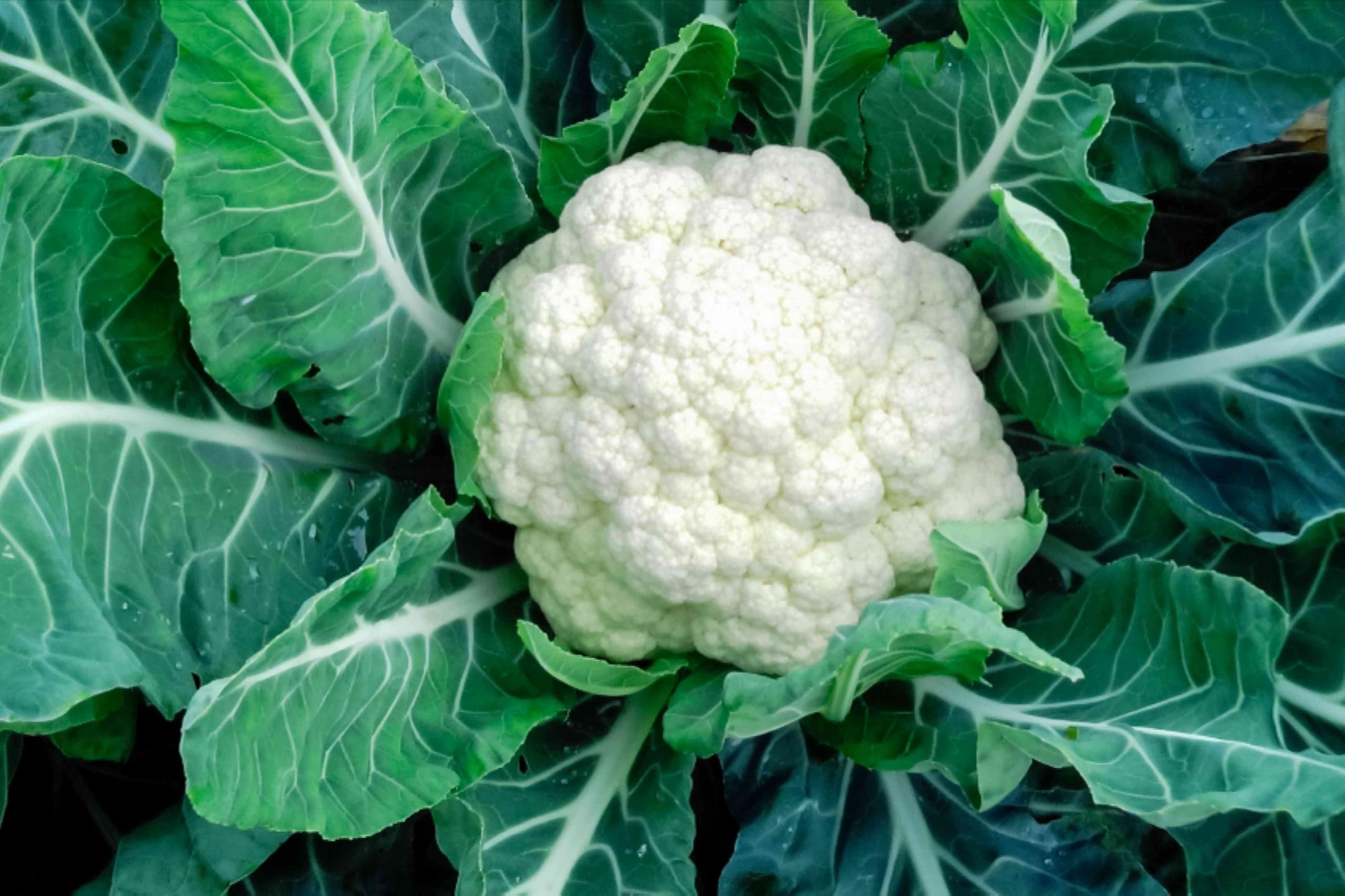 Broccoli Seeds - Grow Your Own! -6