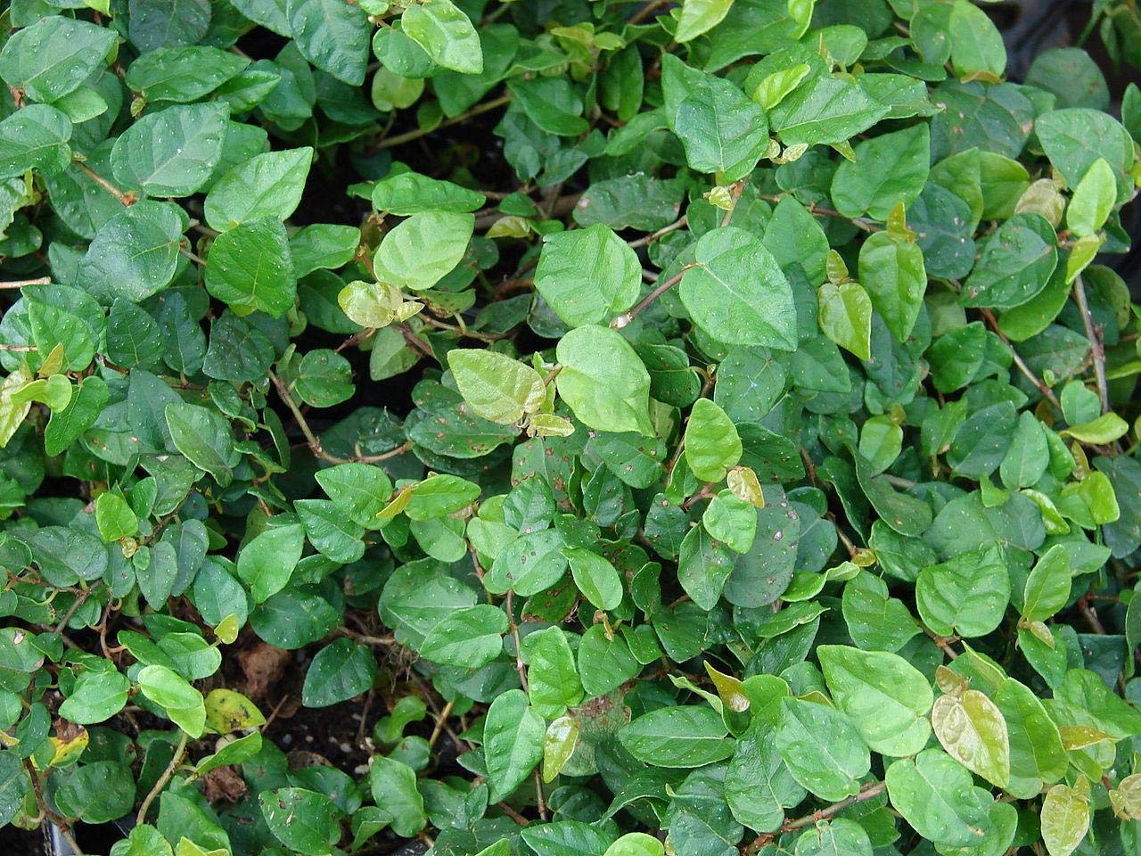 Baby Plants - Live Rare Creeping fig, Ficus pumila Wall Ivy Plant (B09C4TFS6Q) Amazon Price History, Amazon Price Tracker