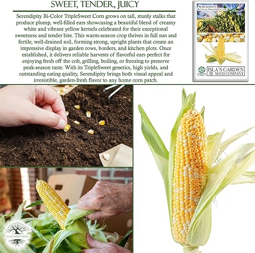 Miniatura 5 de "Serendipity" maíz dulce tricolor bicolor, más de 100 semillas por paquete, semillas de jardín de Isla (semillas de jardín de Isla), semillas sin