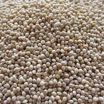White Proso Millet - 1 OZ 5,000 Seeds - Non-GMO, Open Pollinated - Millet Grain Seeds - Birdseed - Feed