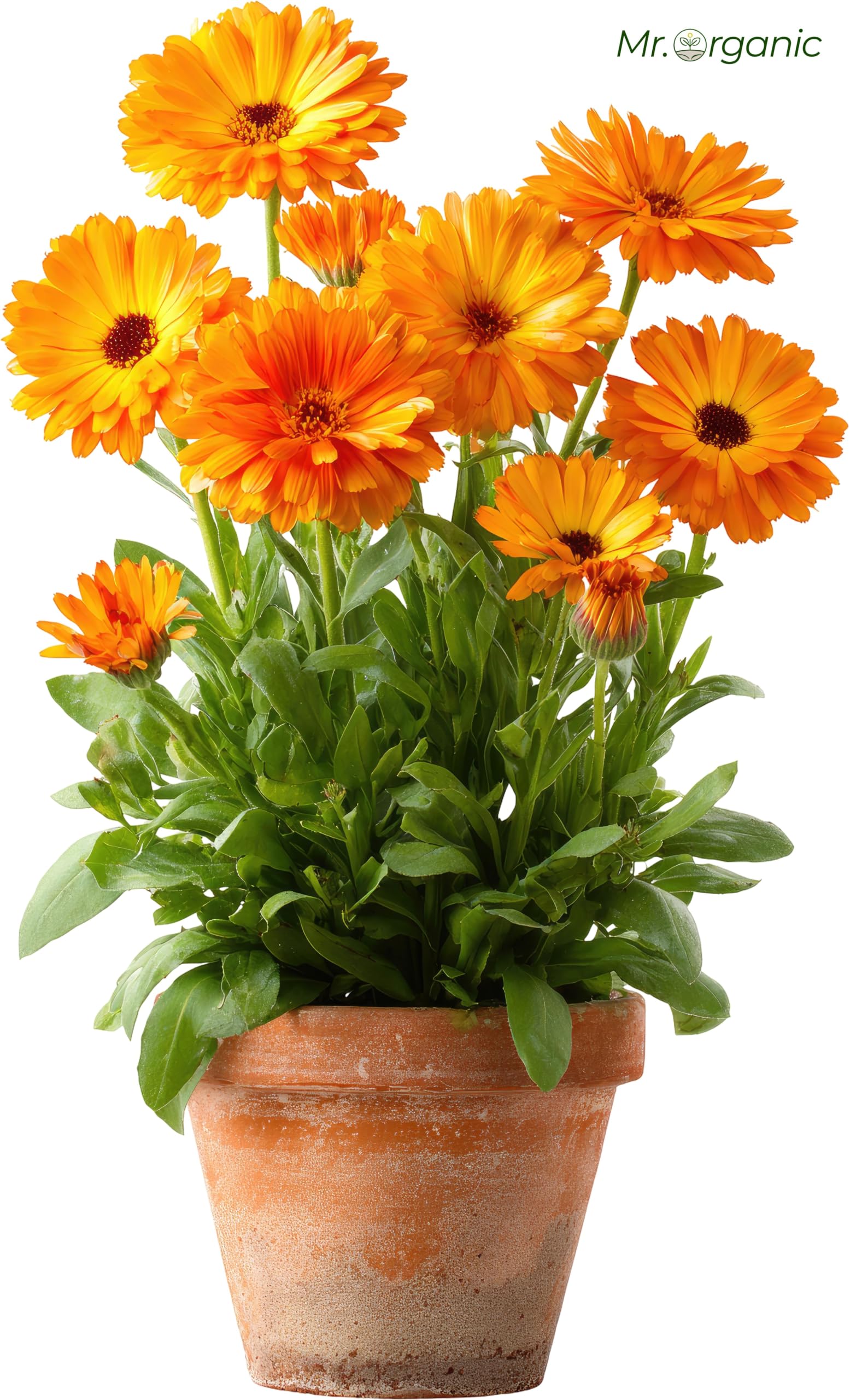 Mr.Organic Marigold Seeds - Vibrant Garden Blooms -7 Mr.Organic Marigold Seeds - Vibrant Garden Blooms -7