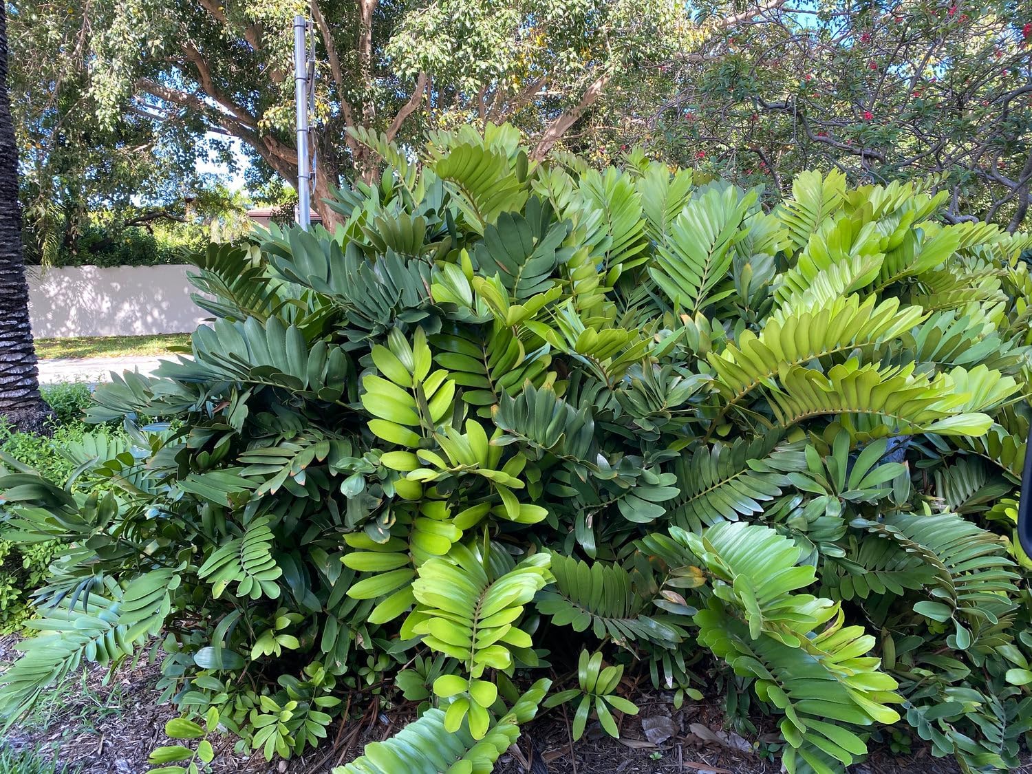 Cardboard Palm Tree - Unique Zamia Furfuracea Cycad, Exotic Tropical Live Plant, Low Maintenance Houseplant, Ideal for Indoor & Garden Spaces (2gal Pot, 24-27in)