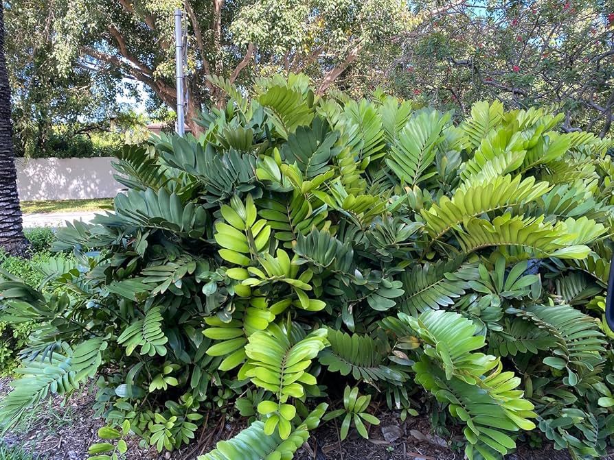 Amazon.com : Cardboard Palm Tree - Unique Zamia Furfuracea Cycad, Exotic  Tropical Live Plant, Low Maintenance Houseplant, Ideal for Indoor & Garden  Spaces (5gal Pot, 3-4ft) : Patio, Lawn & Garden