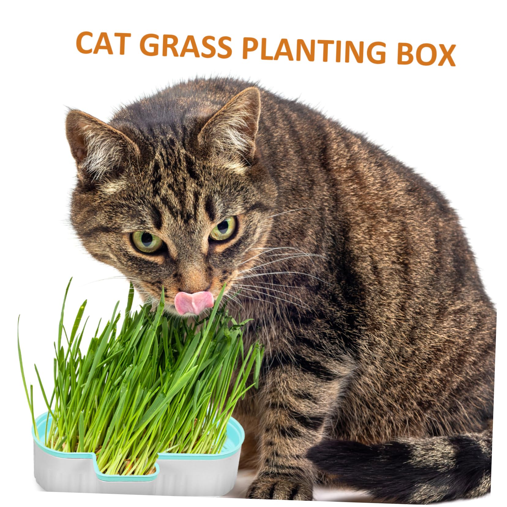 HEMOTON 3 pièces Boîte à Herbe à Chat Hydroponique sans Terre Plastique avec Pulvérisateur Transparent Plantation Intérieure et Extérieure