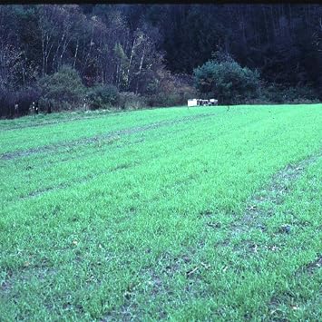 Winter Cereal Rye - 1 OZ 500 Seeds - Non-GMO, Open Pollinated - Farm & Garden Cold Weather Cover Crop & Erosion Control