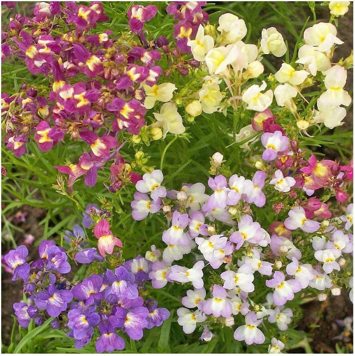 Everwilde Farms - 1 Lb Fairy Bouquet Mix Dwarf Snapdragon Wildflower Seeds - Gold Vault