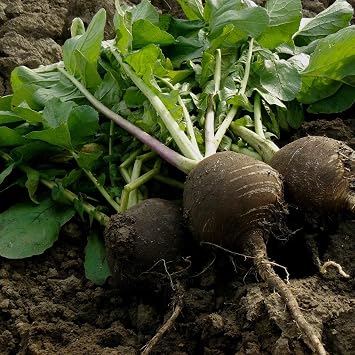 Black Winter Radish 1 Oz Seeds Heirloom, Non-GMO 5070 Days Cold Hardy, Long Storage Root Fall or Early Spring Planting Crisp, Spicy White Flesh with Black Skin