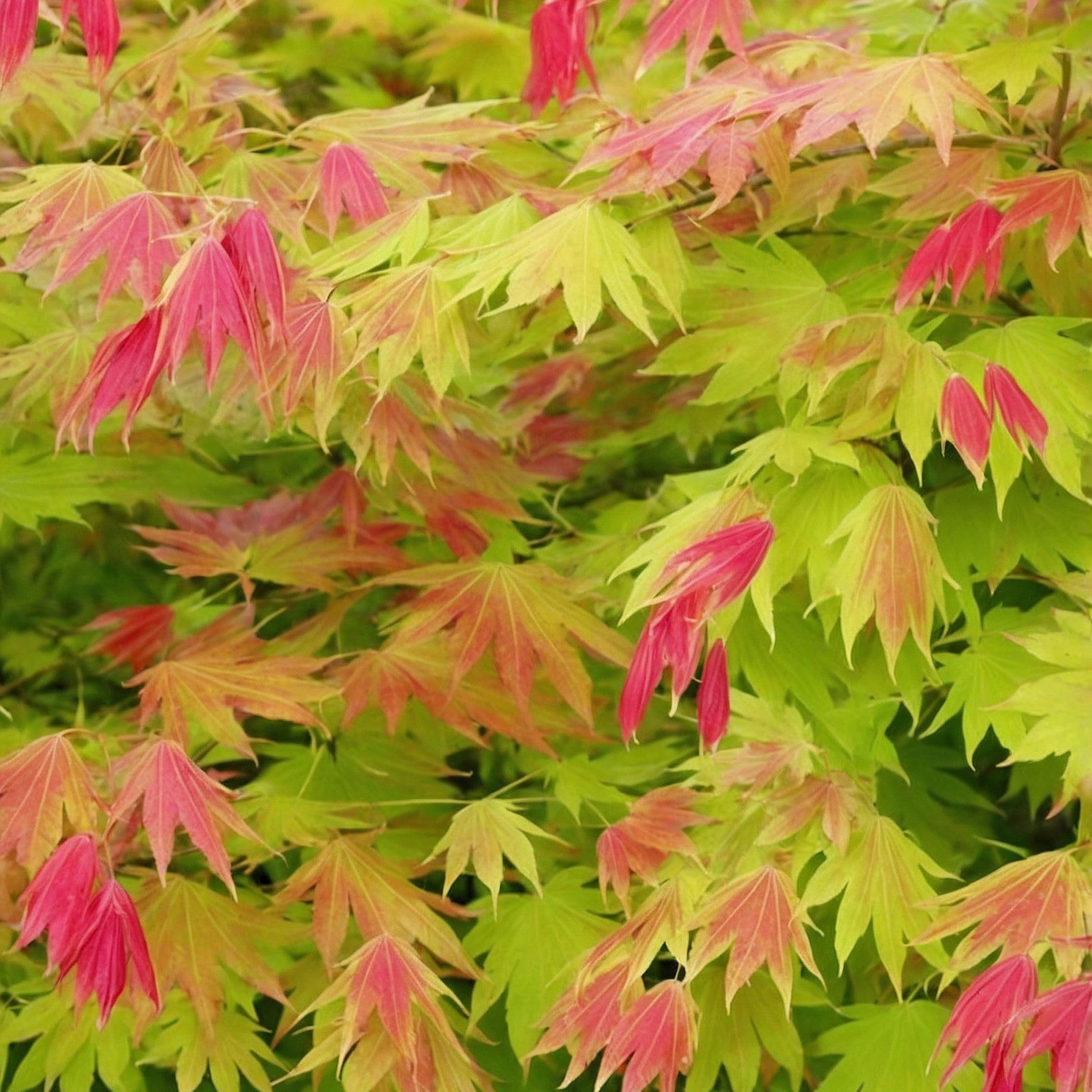 Plant in a Box - Acer palmatum 'Moonrise' - klon japoński Odporny na zimę - Doniczka 19cm - Wysokość 40-50cm
