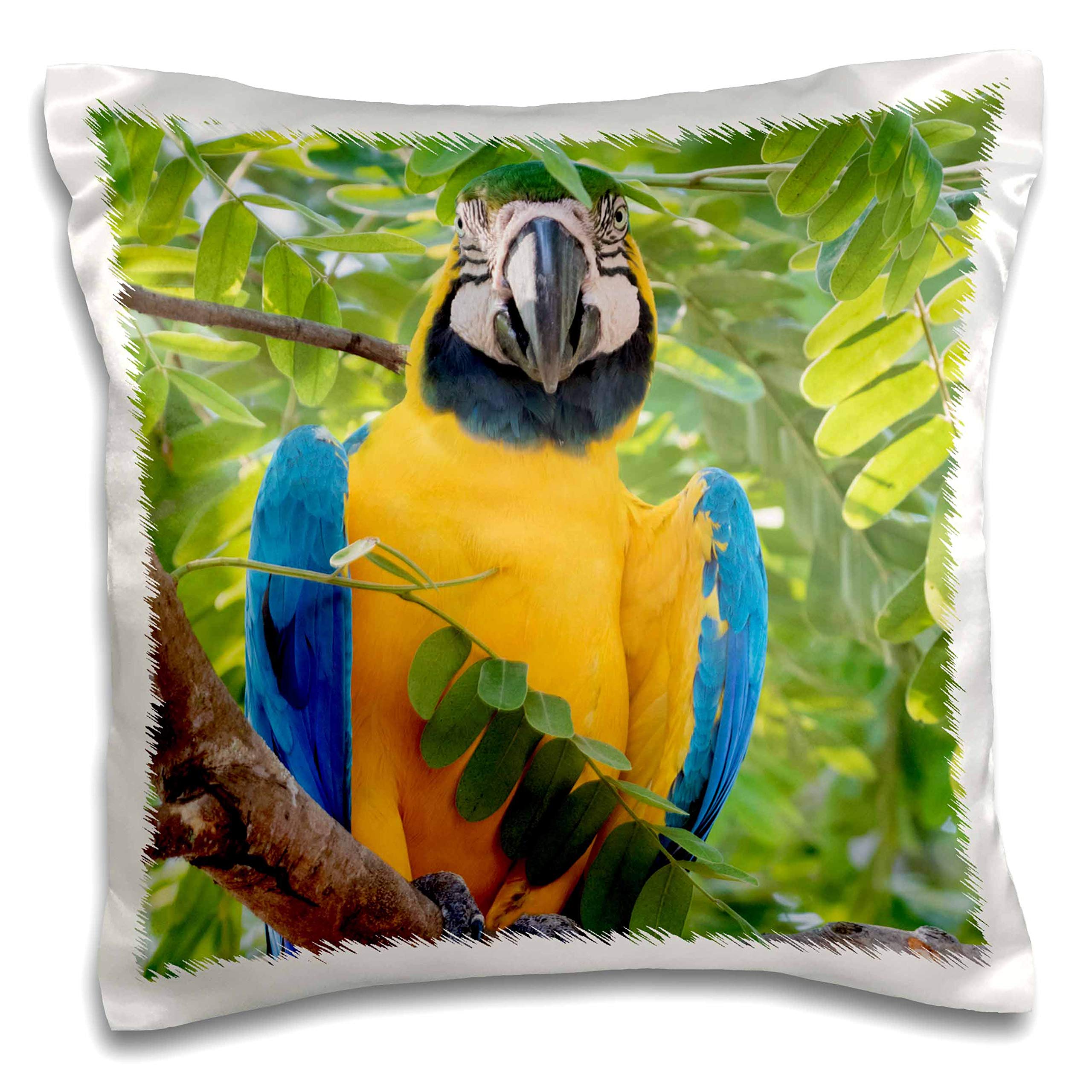 3dRose Danita Delimont-Animals-Blue and Gold Macaw (pc-330569-1) Pillow Case, White