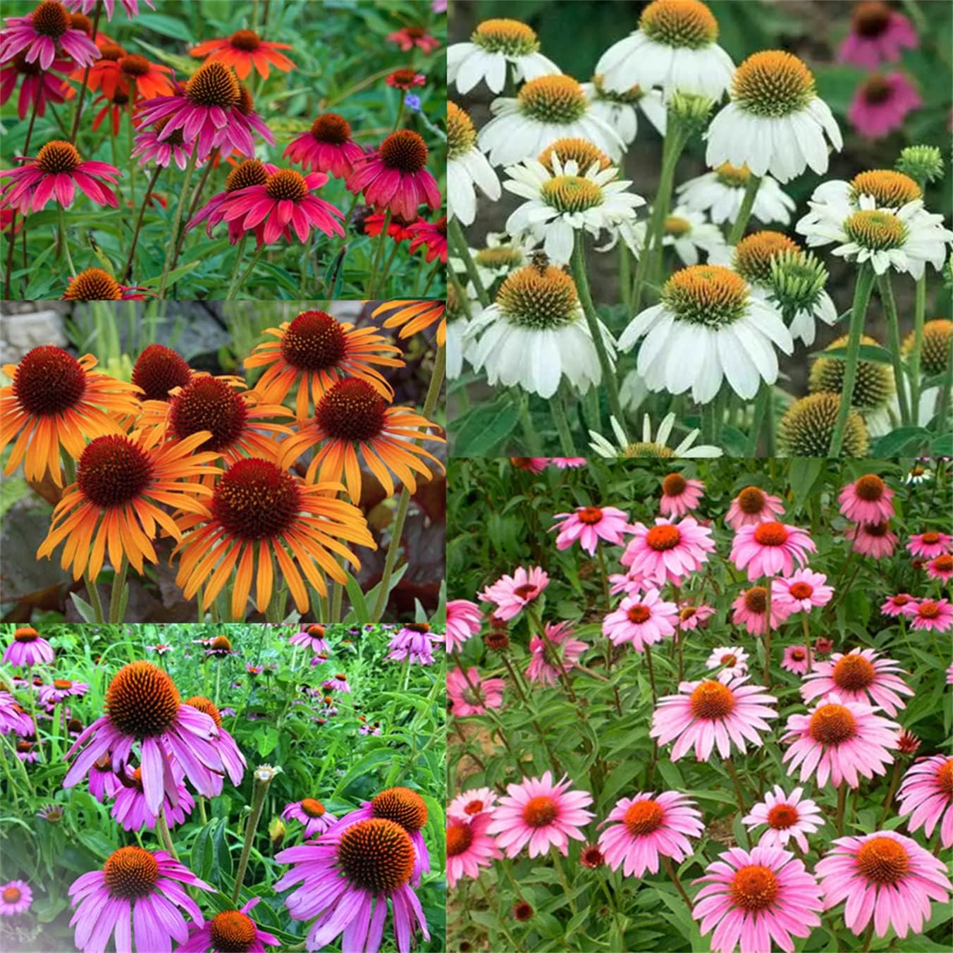 Mixed Color Flowers Echinacea Purpurea Seeds Purple