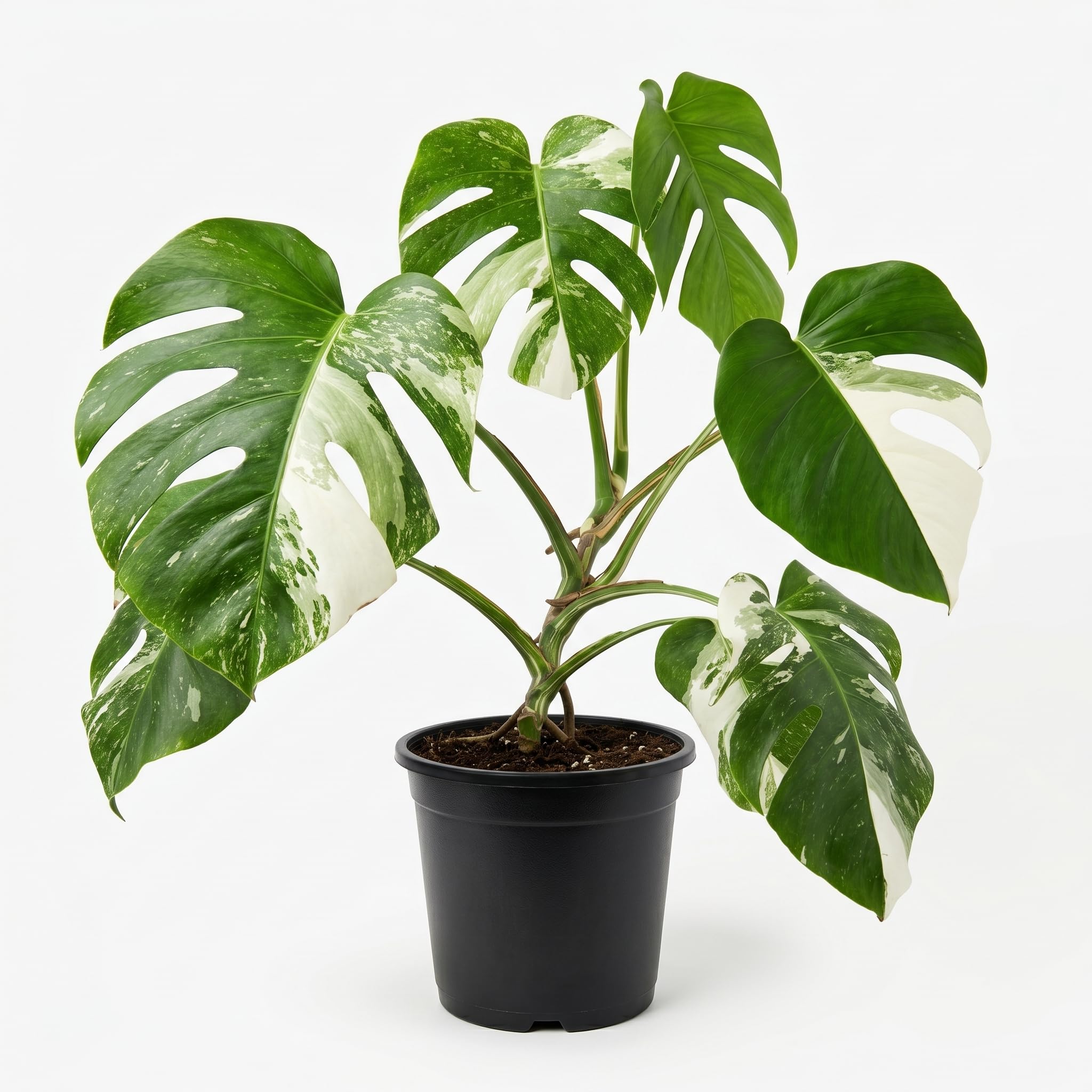 Syngonium Albo Variegata Live Plant with 5 Inch Pot | Rare White Variegated Monstera | Collector Indoor Plant-image-10