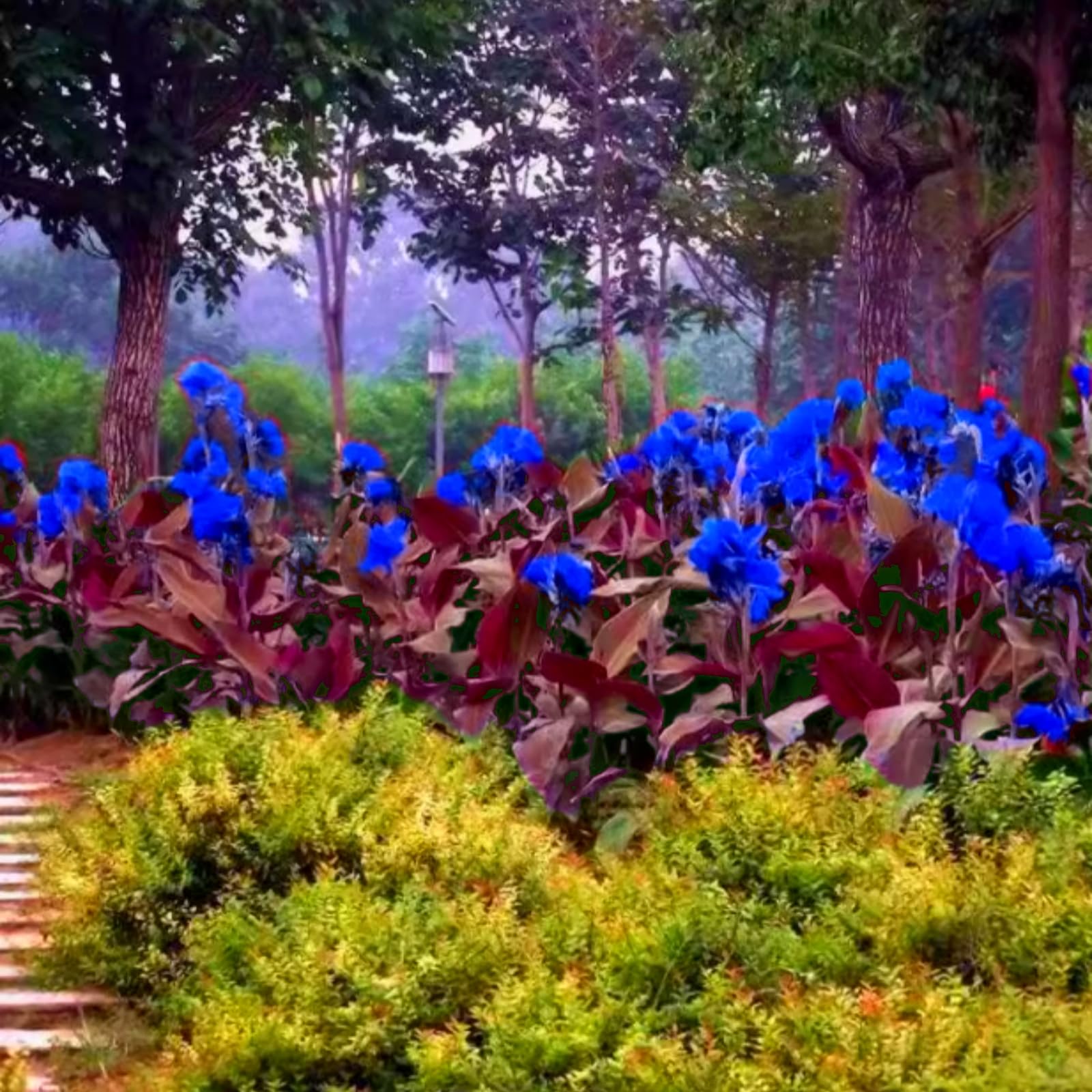 Hardy,Giant Canna Lily Bulbs,Perennial,Professional for Brilliant Garden Displays-2 Bulbs-E