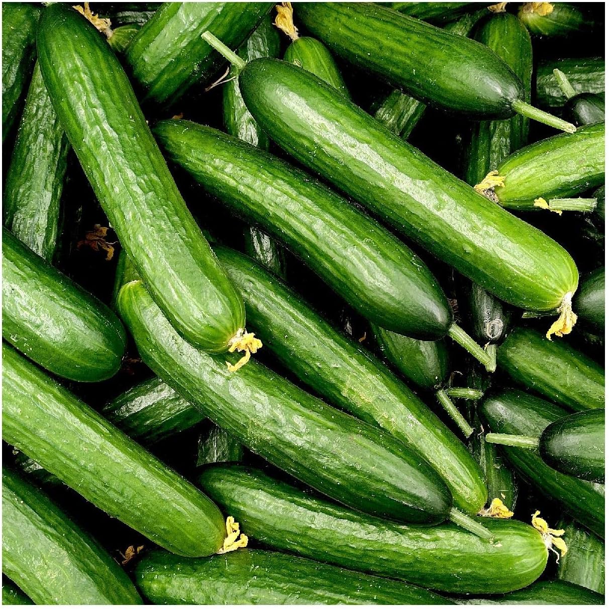 Everwilde Farms - 1/4 Lb Garden Sweet Burpless Cucumber Seeds - Gold Vault