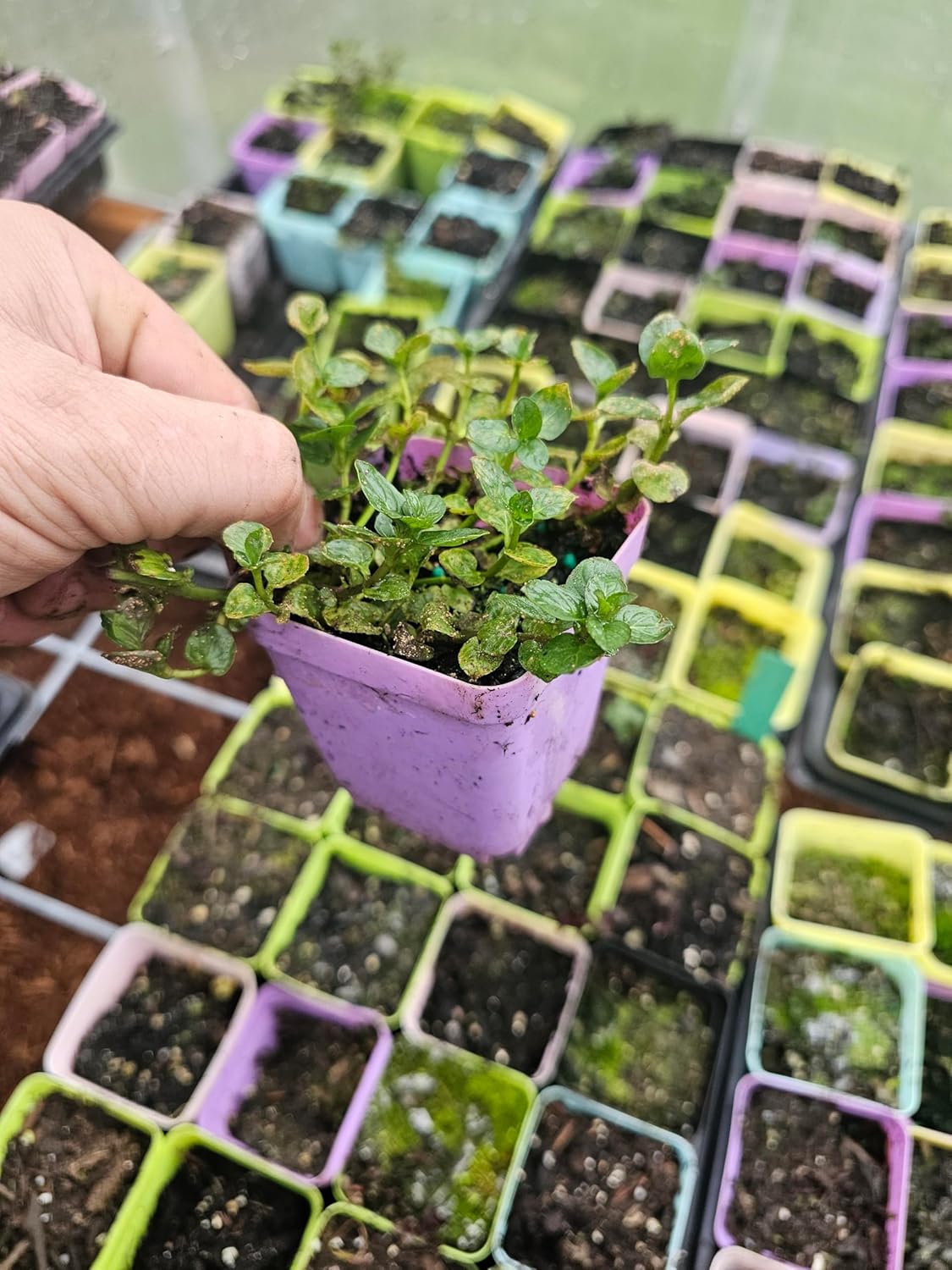 3 Pack Live Mint Plants Chocolate Orange Pineapple