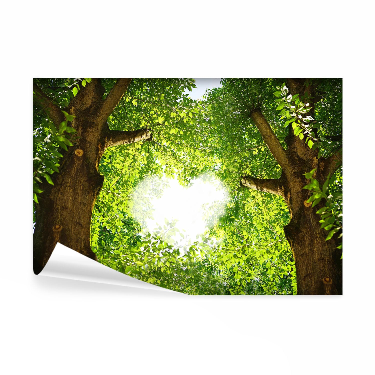 decomonkey Fotomural Bosque Naturalezaal Árbol Corazón 150x105 cm
