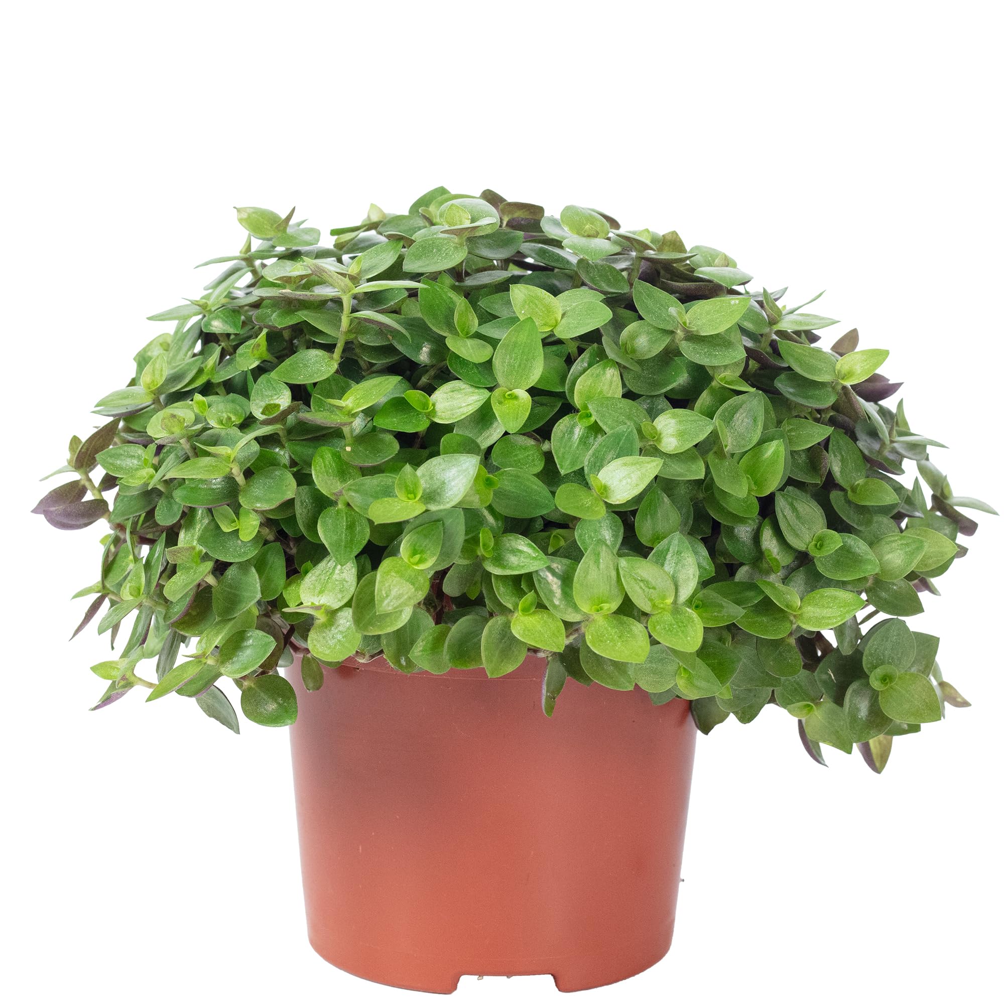 Kriechendes Schnpolster - Callisia Turtle 'Smit Eden Elegance' - Hhe ca.  15 cm, Topf- 10,5 cm : Amazon.de: Garten