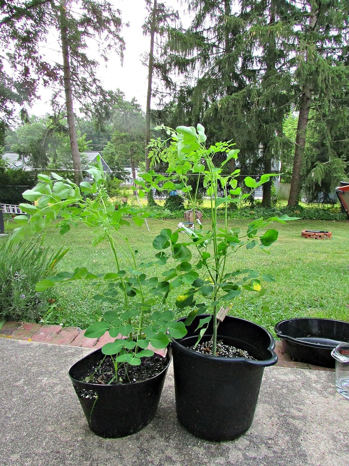 Suraj Live Moringa Plant (Moringa oleifera) | Sahjan/Drumstick/Surjana Plant with Pot | Superfood Medicinal Herb Tree | Nutrient-Rich Home Garden Vegetable | Fast Growing-image-5