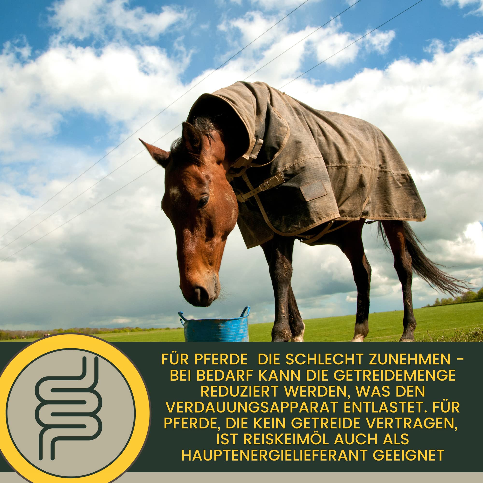 Líquido de Refuerzo Muscular para Caballos con Aceite de Germen de arroz Vitamina E Caballo Aceite de linaza I alimento reconstituyente I vitaminas alimento suplementario para el Refuerzo Muscular 1L