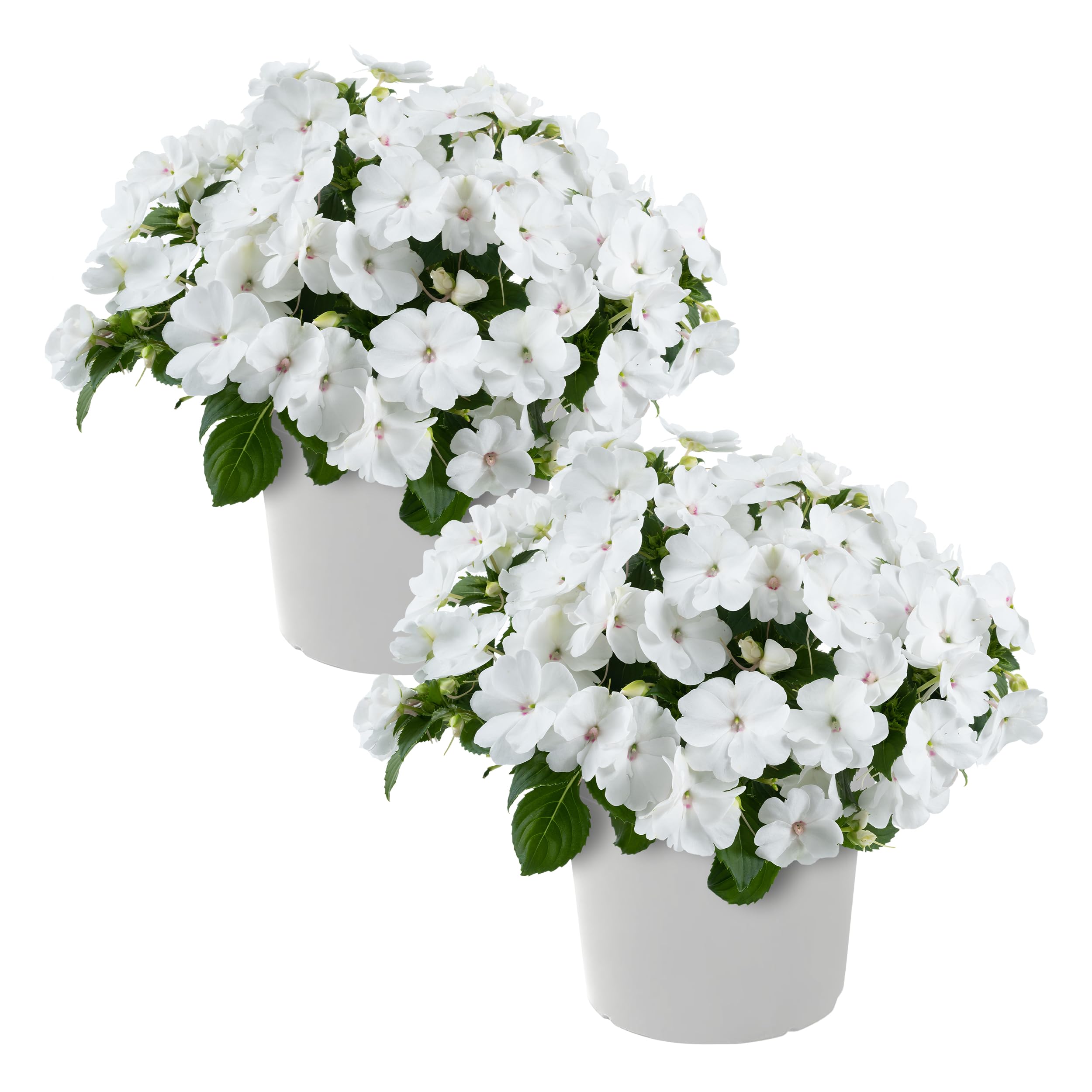 New Guinea Impatiens White