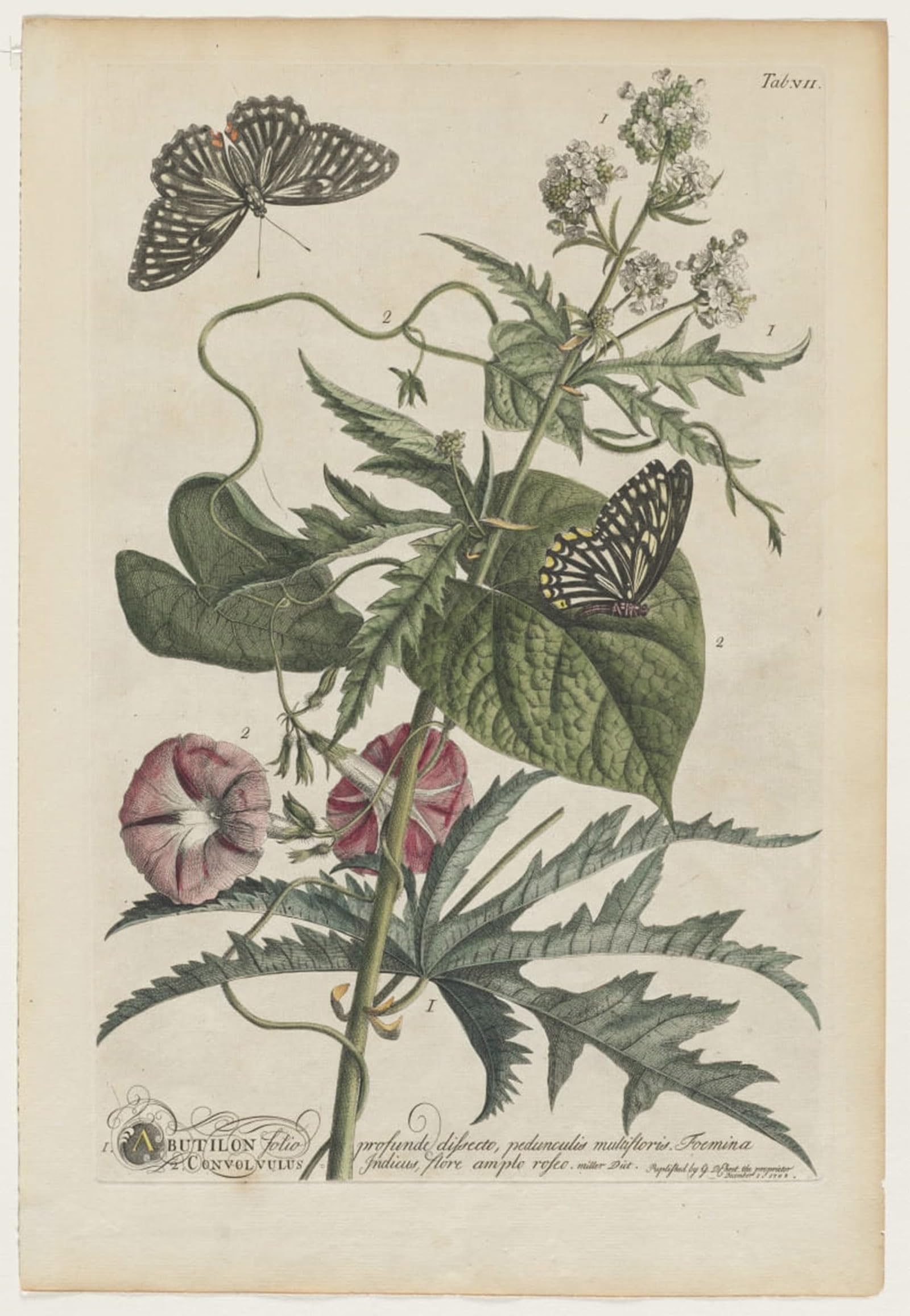 SERENDIPITP Vintage Wall Art Canvas Nordic Poster Canvas Print Picture Plantae Et Papiliones Rariores No by Georg Dionysius Ehret Wall Art Poster for Home Decor 60x90cm