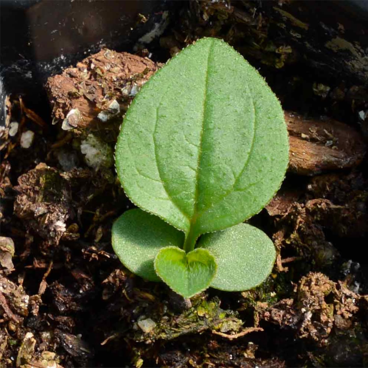 Seed Needs, Purple Coneflower Seeds - 500 Heirloom Seeds for Planting Echinacea purpurea - Perennial Wildflower Attracts Butterflies, Bees and Other Pollinators (2 Packs)