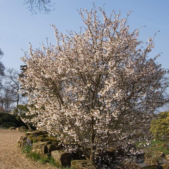 Thompson & Morgan Potted Hardy Ornamental Cherry Tree Shrubs, Ideal for Small Gardens & Borders, Spring Flowering Blossom, Autumn Foliage Colour, 1 x Prunus (Cherry) Kojo-no-mai Plants in a 9cm Pot