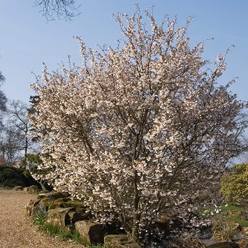 Thompson & Morgan Potted Hardy Ornamental Cherry Tree Shrubs, Ideal for Small Gardens & Borders, Spring Flowering Blossom, Autumn Foliage Colour, 1 x Prunus (Cherry) Kojo-no-mai Plants in a 9cm Pot