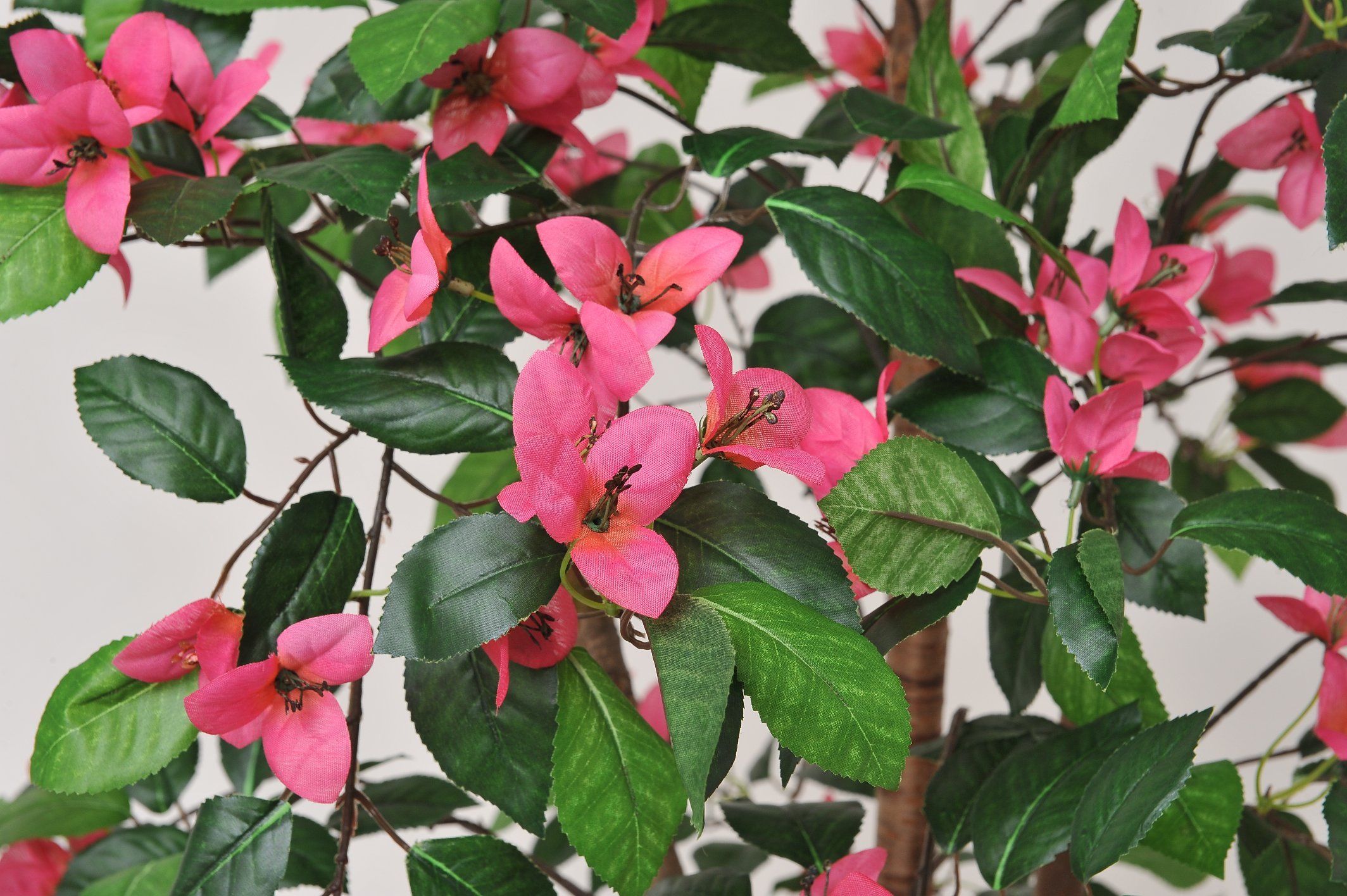 観葉植物 ブーゲンビリア 高さ：約167cm 天然木使用