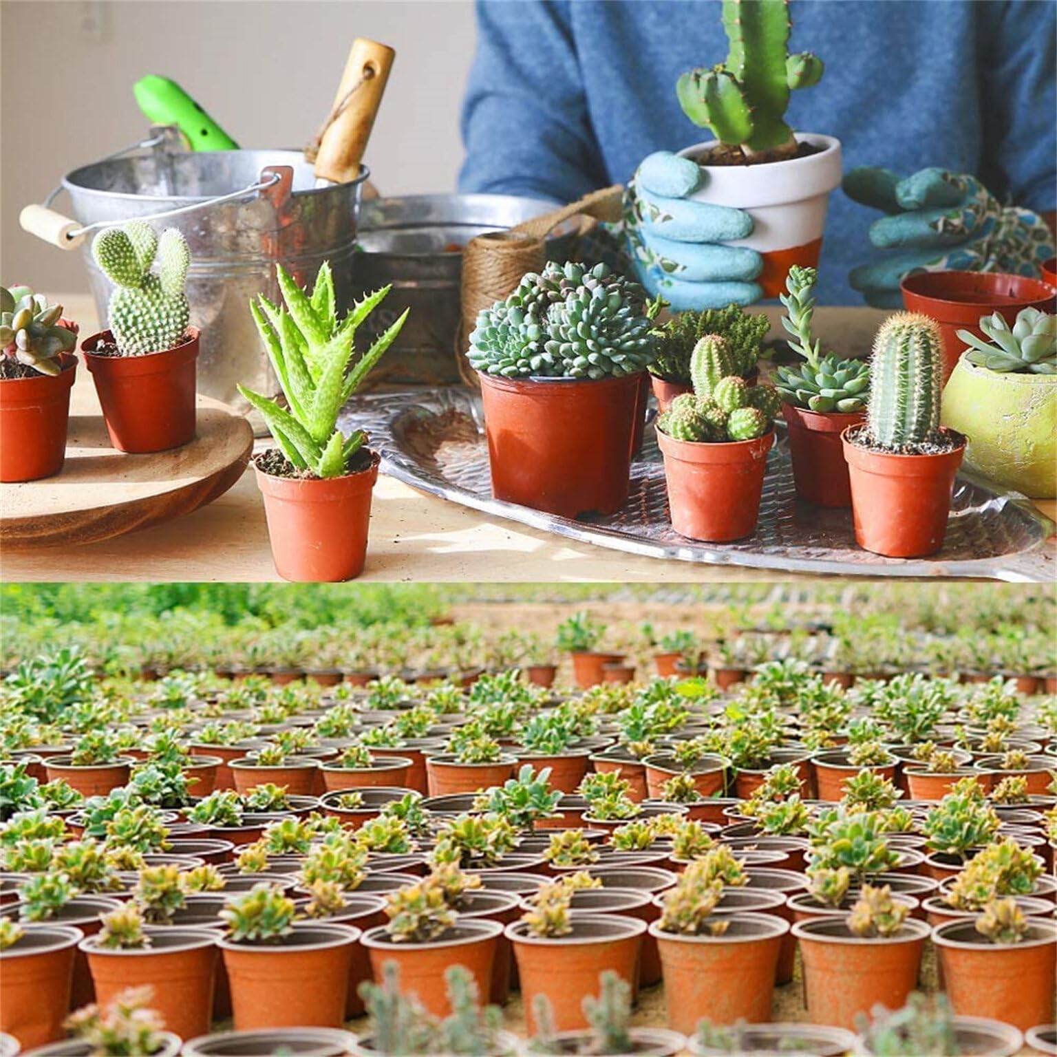Lot de 100 pots en plastique de 20,3 cm pour plantes grasses, semis, boutures et transplantation avec trous de drainage