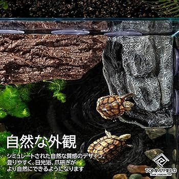 パームルート 龍亀 長谷川園芸産】 亀甲竜 No.3 4寸 | mana's farm:塊根植物