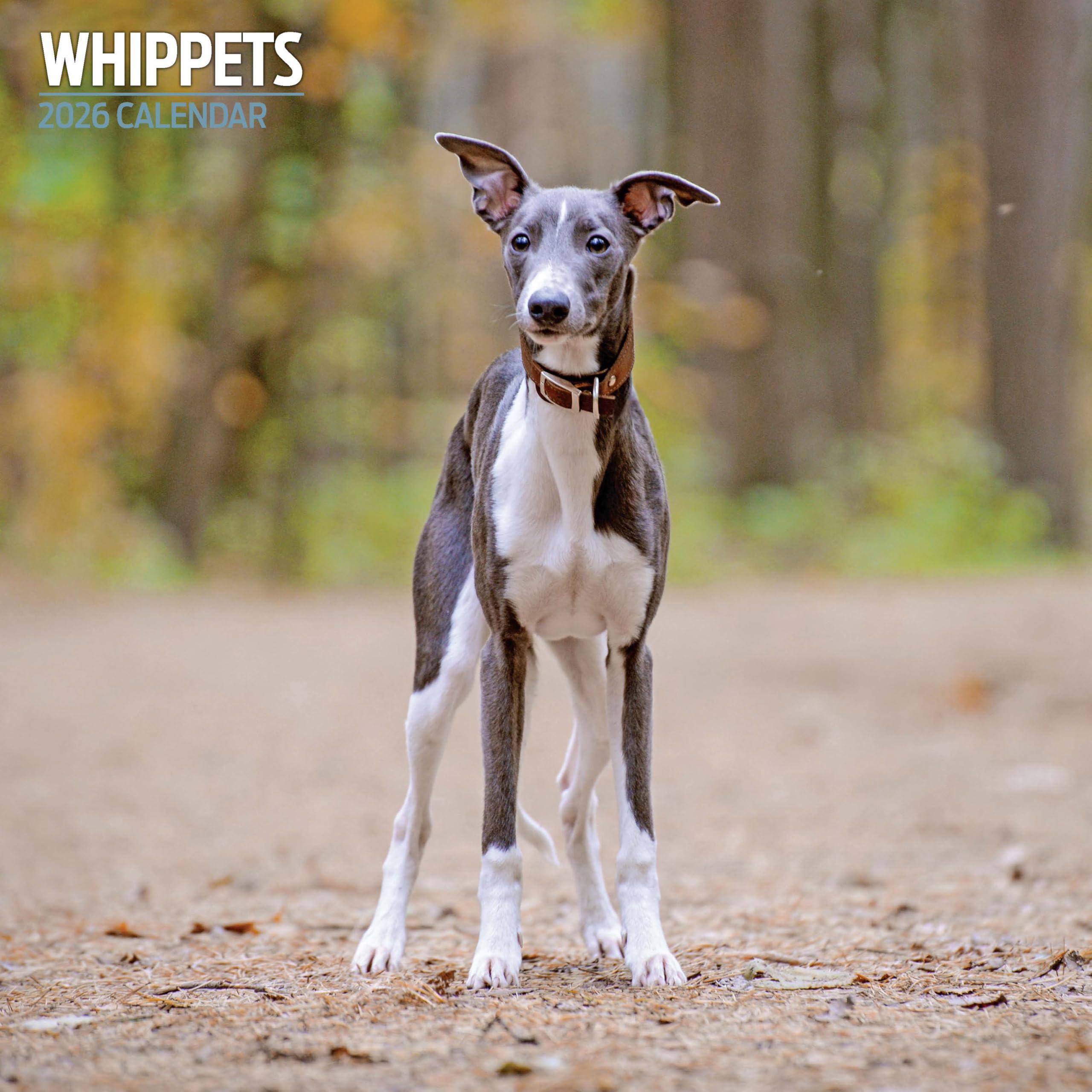 Whippets 2026 Traditional Calendar