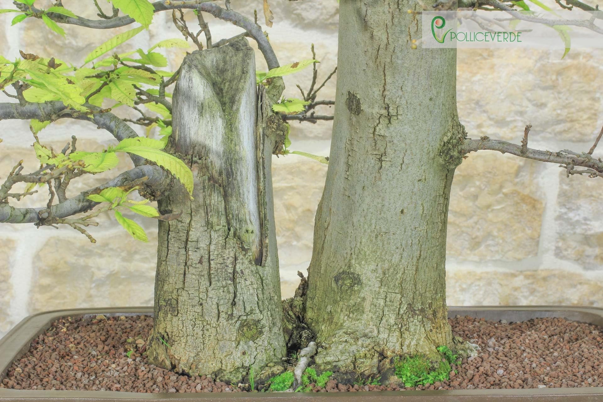 Bonsái Yamadori de castaño (3)