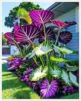 Winterharte Elefantenohr Zwiebeln - 8 Stück Magische Glühbirnen Für Garten & Balkon